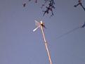 Нажмите на изображение для увеличения.

Название:	antenna.jpg
Просмотров:	431
Размер:	12.4 Кб
ID:	208197